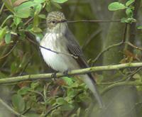 Spotted Flycatcher2